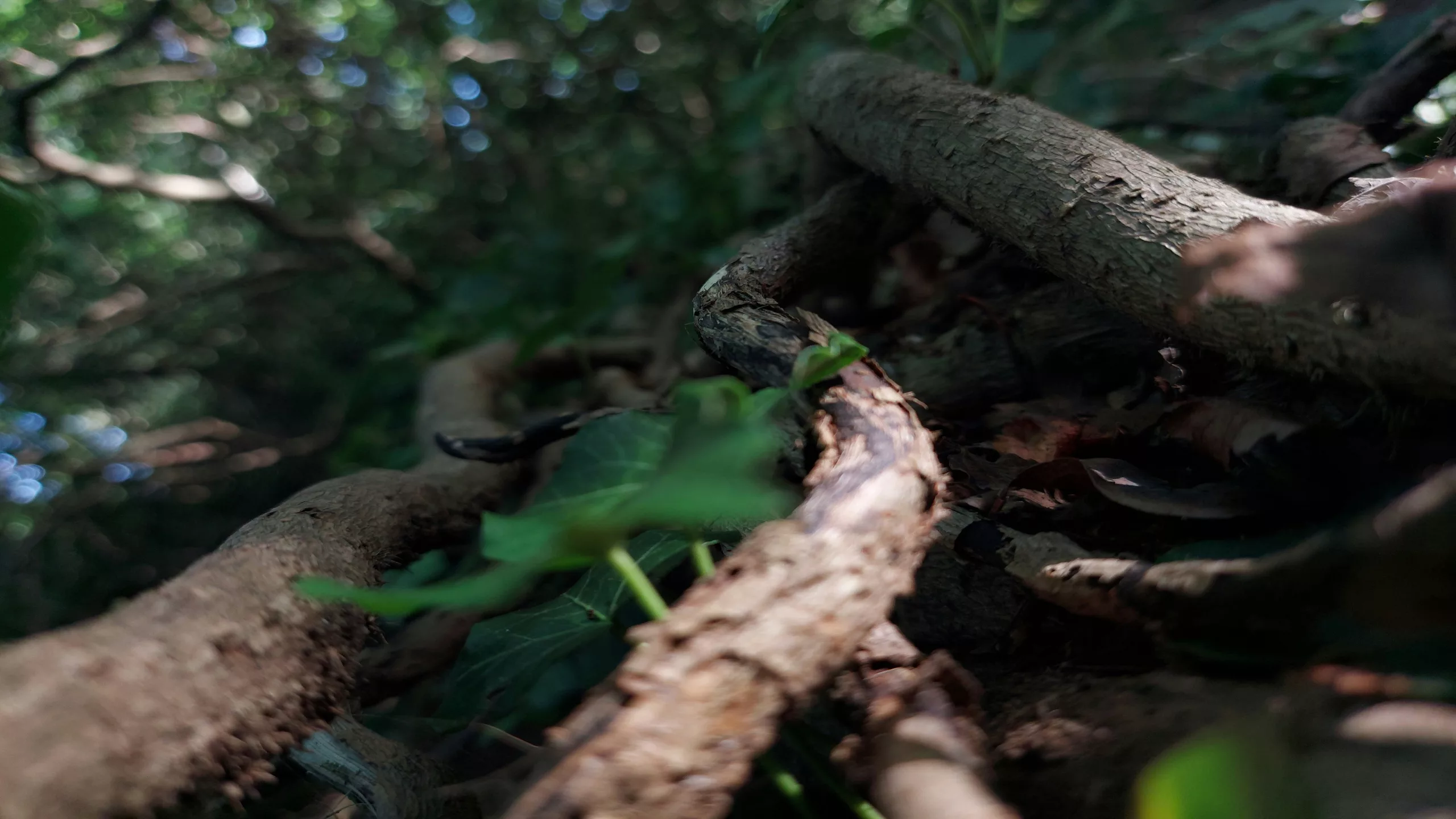 Getting to the root of your mental health issue is important for lasting change.