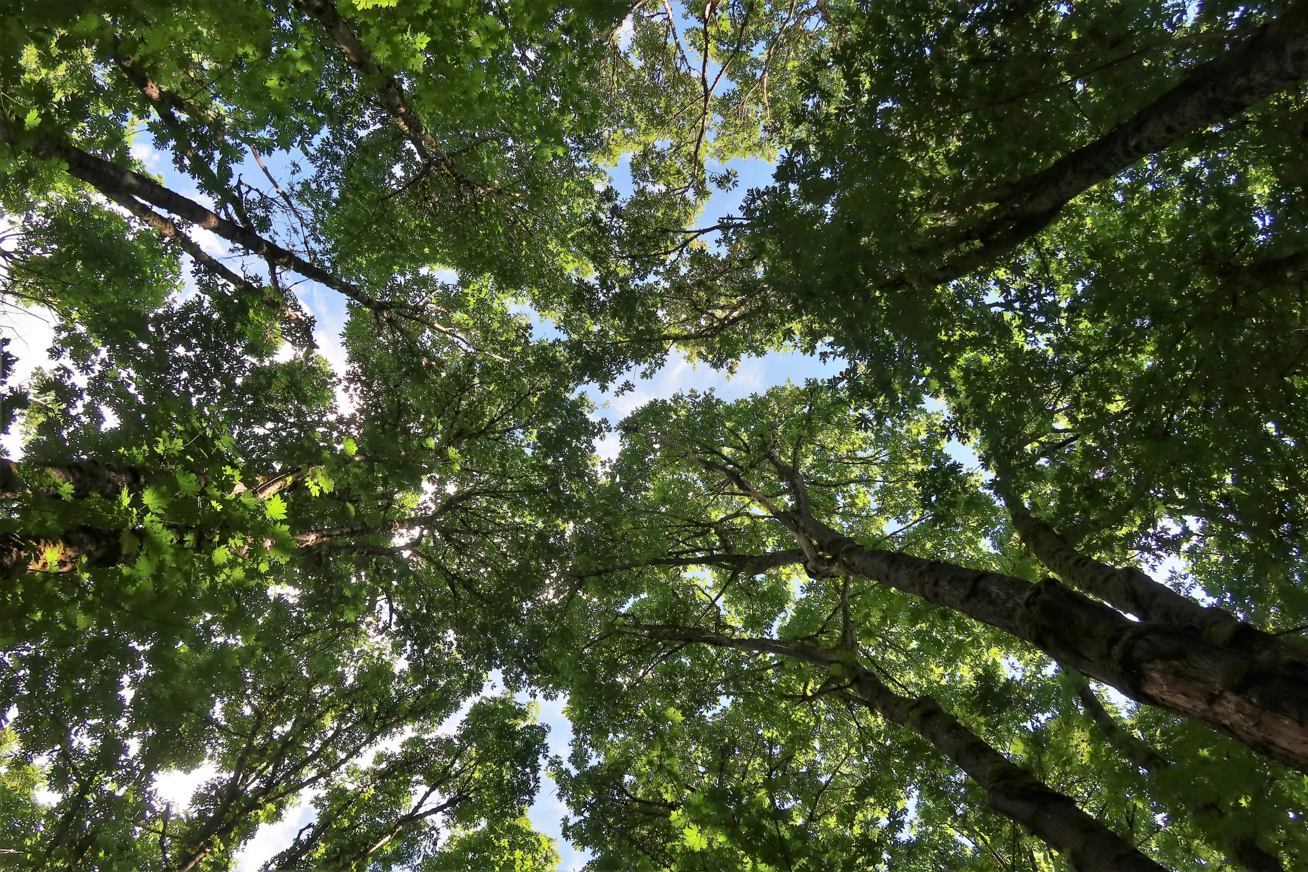 Looking up from the forest floor into a canopy of tall trees, with patches of blue sky showing through the leaves