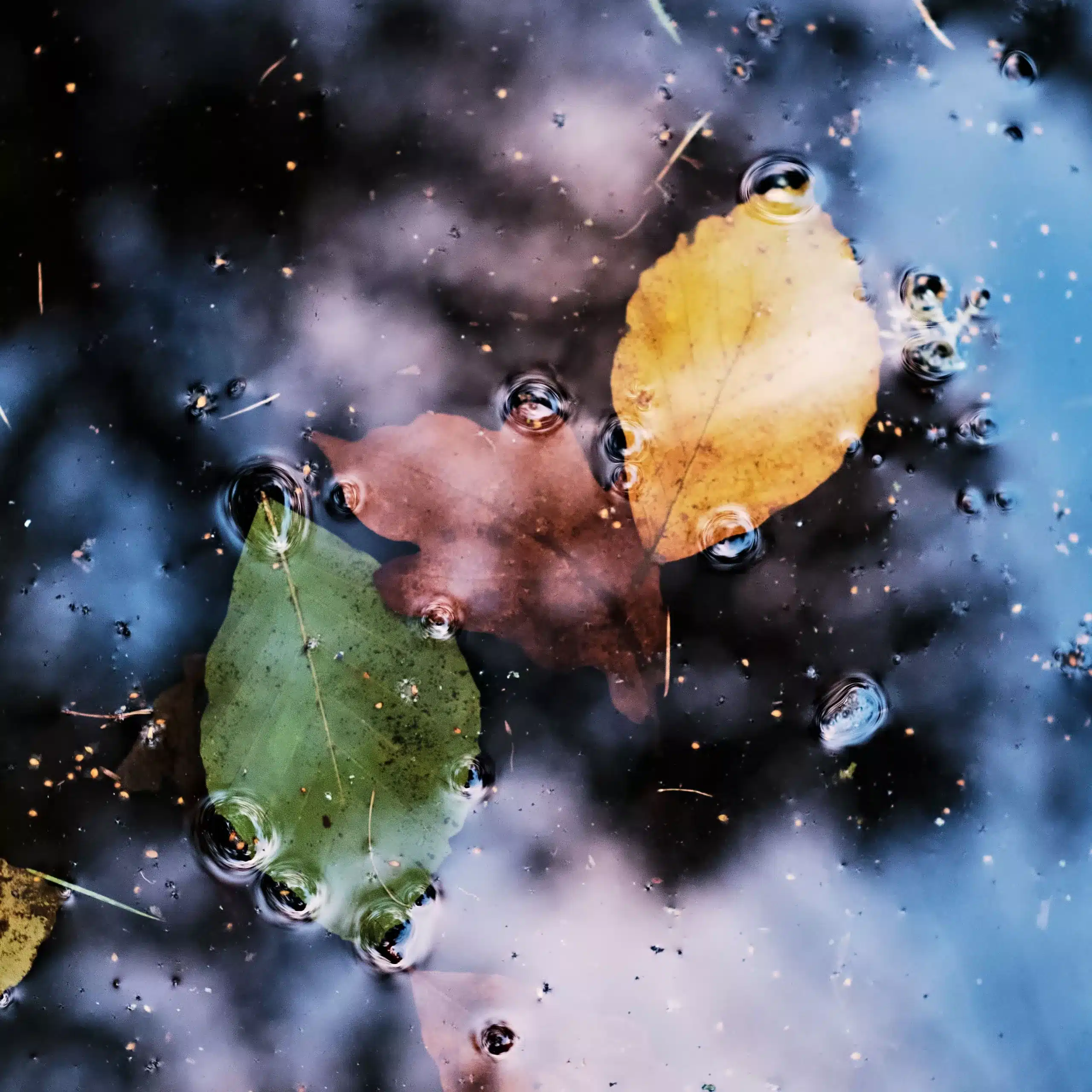 Autumn leaves floating on rain-spotted water