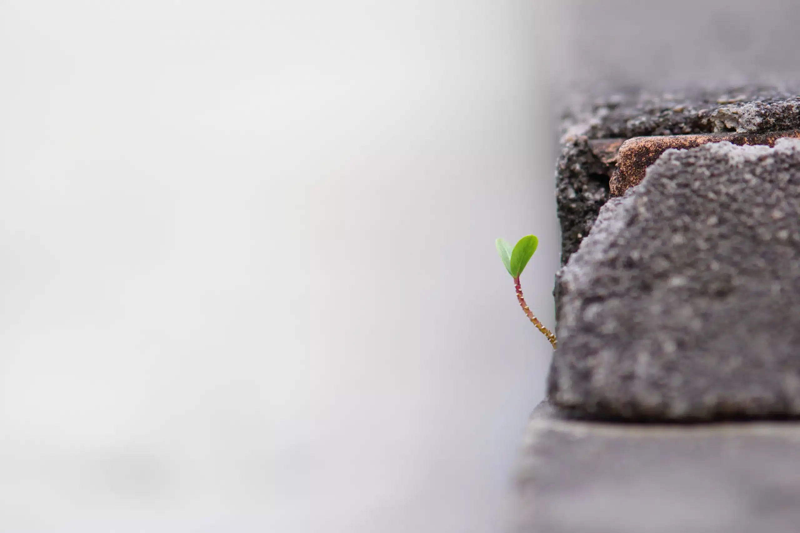 A small green seedling growing out of a crack in a grey stone wall