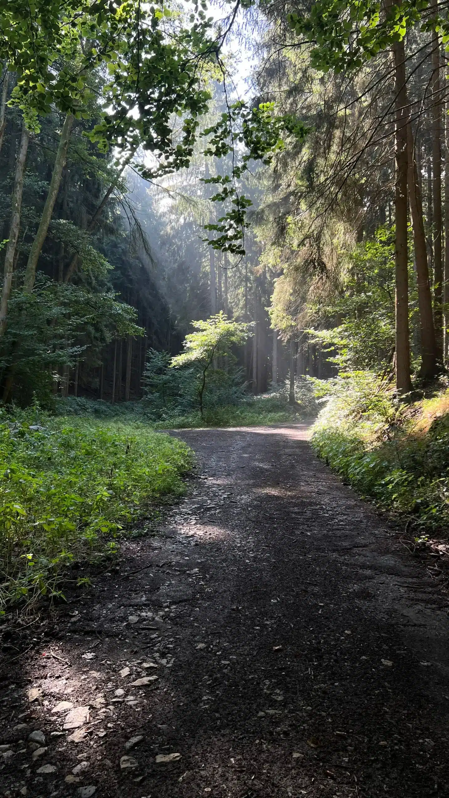 A winding woodland path with sunlight filtering through the trees