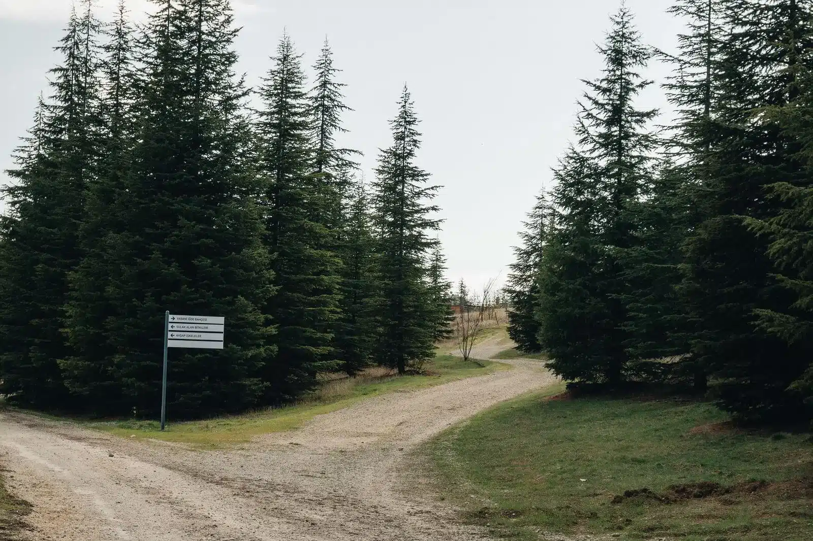 A signpost beside branching gravel paths among evergreen trees.