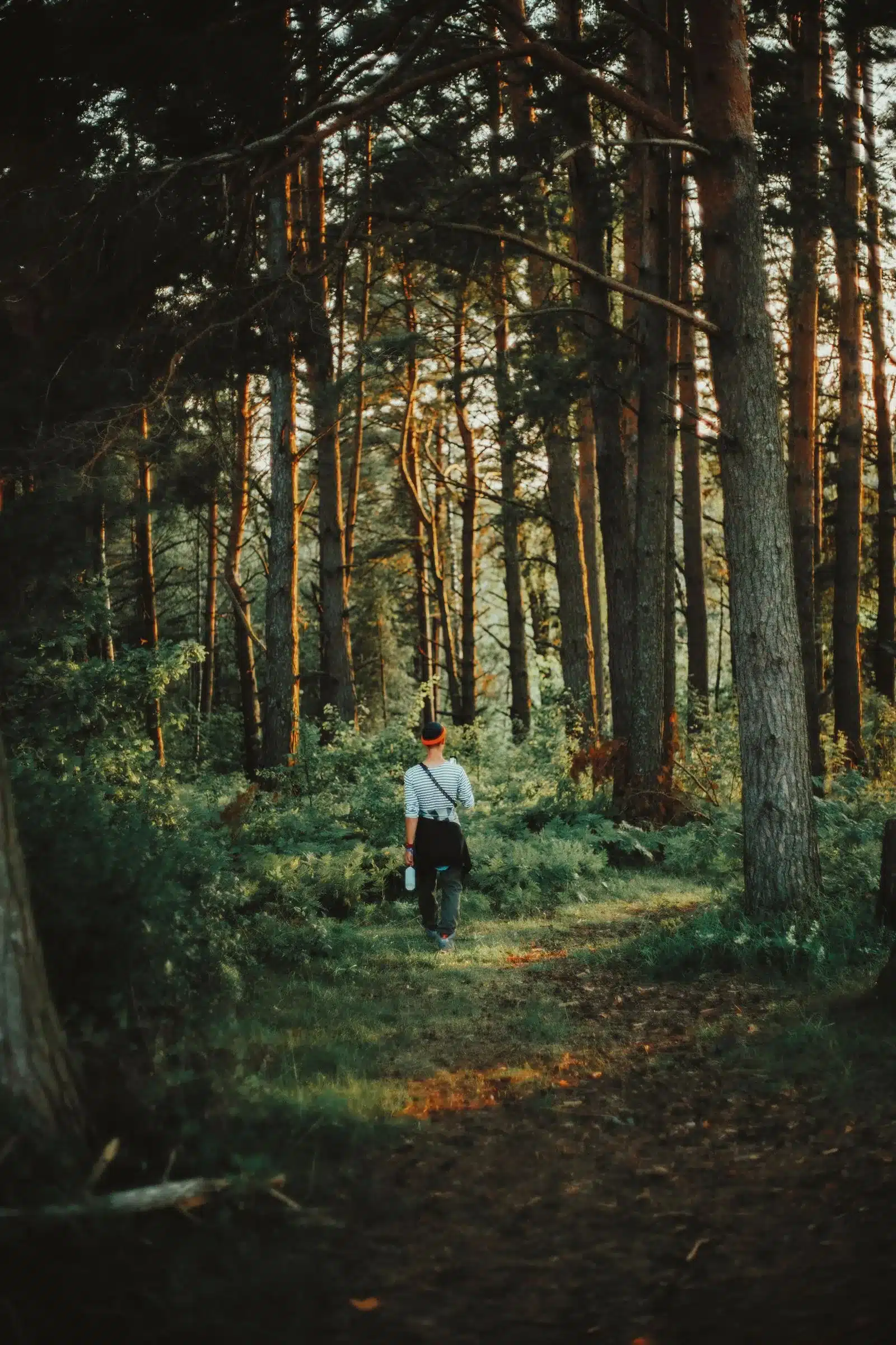 A person seen from behind walking along a woodland path between tall trees.