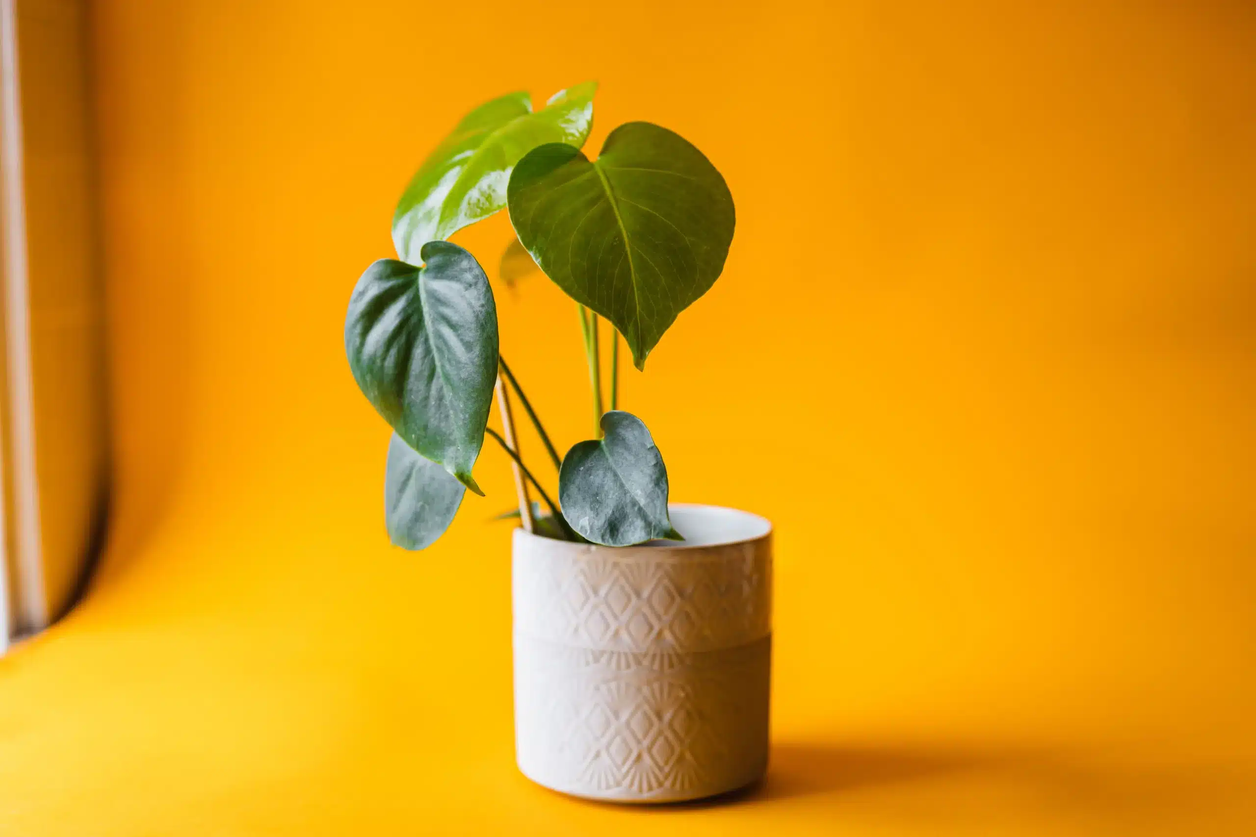 A green houseplant in a textured pot against a warm yellow background.