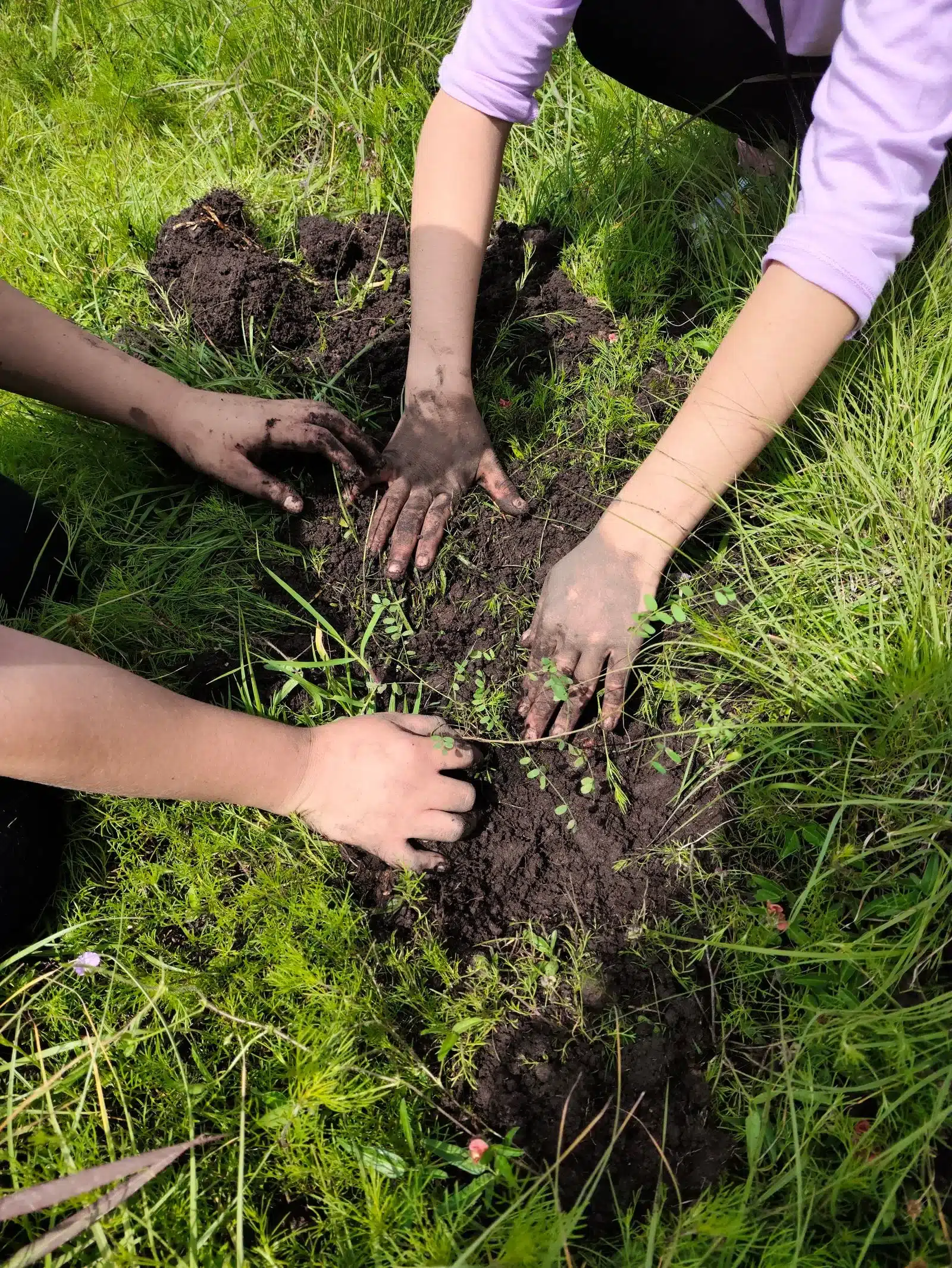 Hands working together to plant a small seedling in the soil