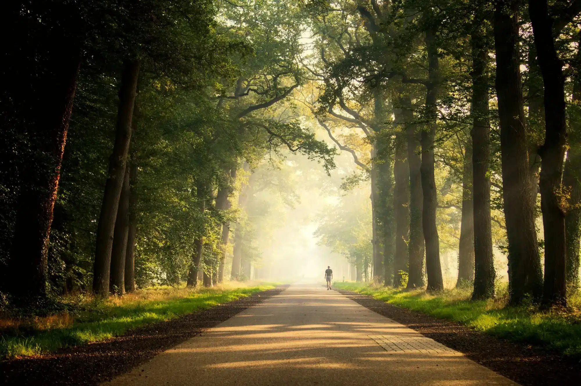 A lone figure walking away down a long, misty, tree-lined avenue towards soft morning light
